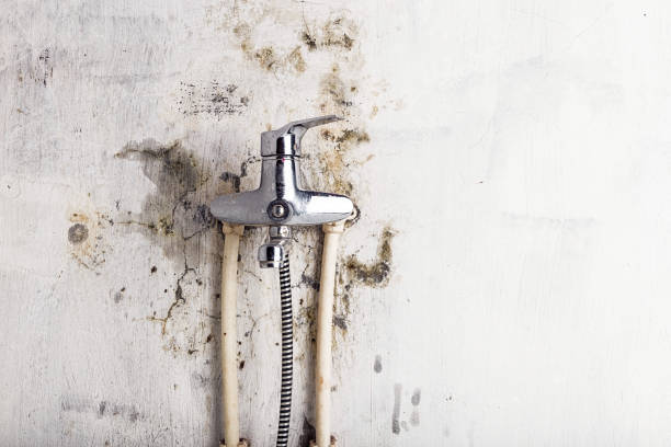 Best Office Mold Removal Services  in Damascus, OR