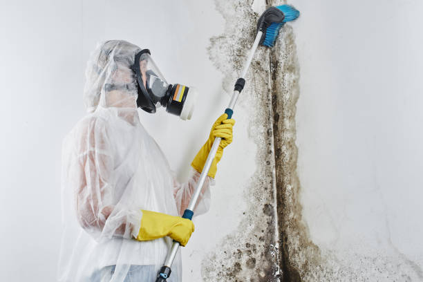 Best Residential Mold Removal  in Damascus, OR