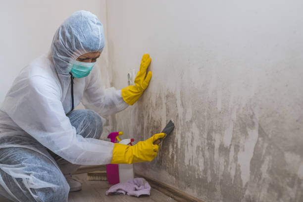 Attic Mold Removal in Damascus, OR
