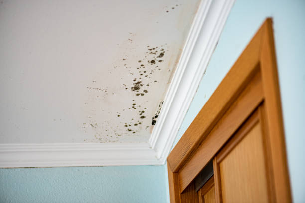  Damascus, OR Mold Removal Pros