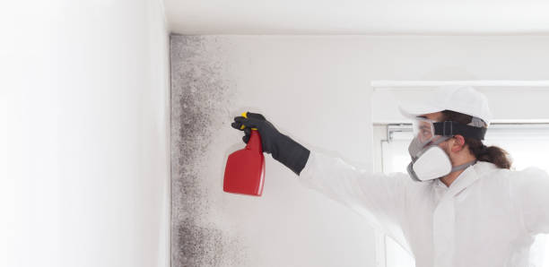 Best Local Mold Removal Service  in Damascus, OR