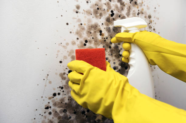 Best Mold Removal Company Near Me  in Damascus, OR