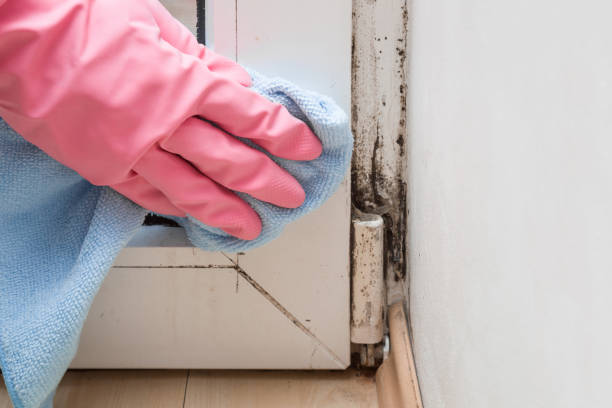 Best Attic Mold Removal  in Damascus, OR