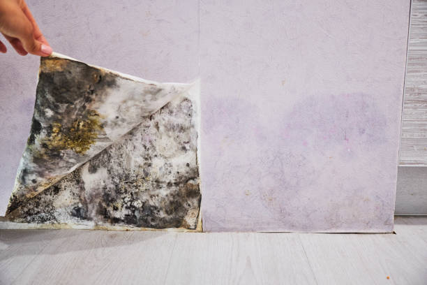 Best Professional Mold Removal  in Damascus, OR